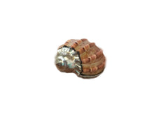 Load image into Gallery viewer, Beautiful Beach House Style Sea Shell Dipped In Metal