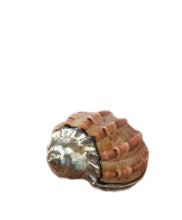 Load image into Gallery viewer, Beautiful Beach House Style Sea Shell Dipped In Metal